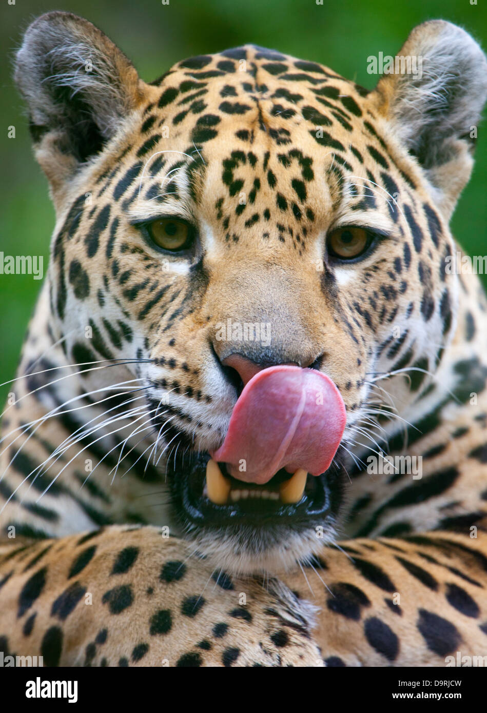 A close up of a Jaguar licking its lips Stock Photo