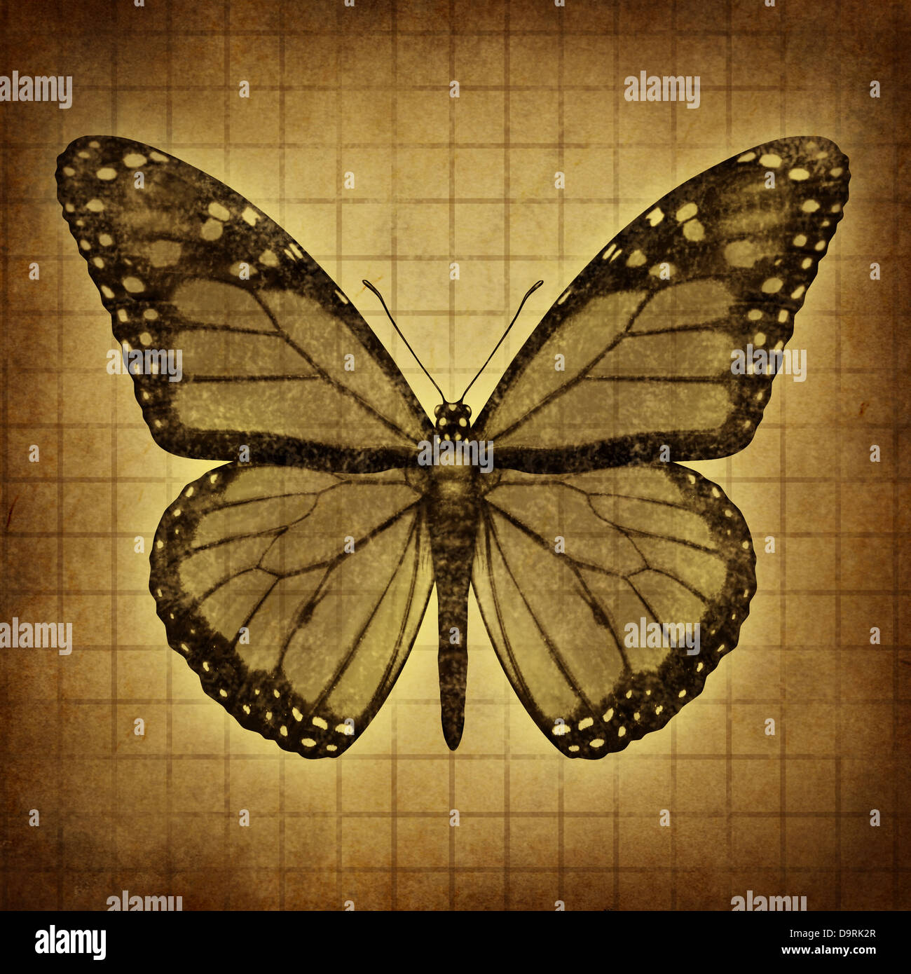 Monarch Butterfly on an old grunge texture parchment paper with open wings in a top view as migratory insect butterflies for entomology education and nature conservation. Stock Photo