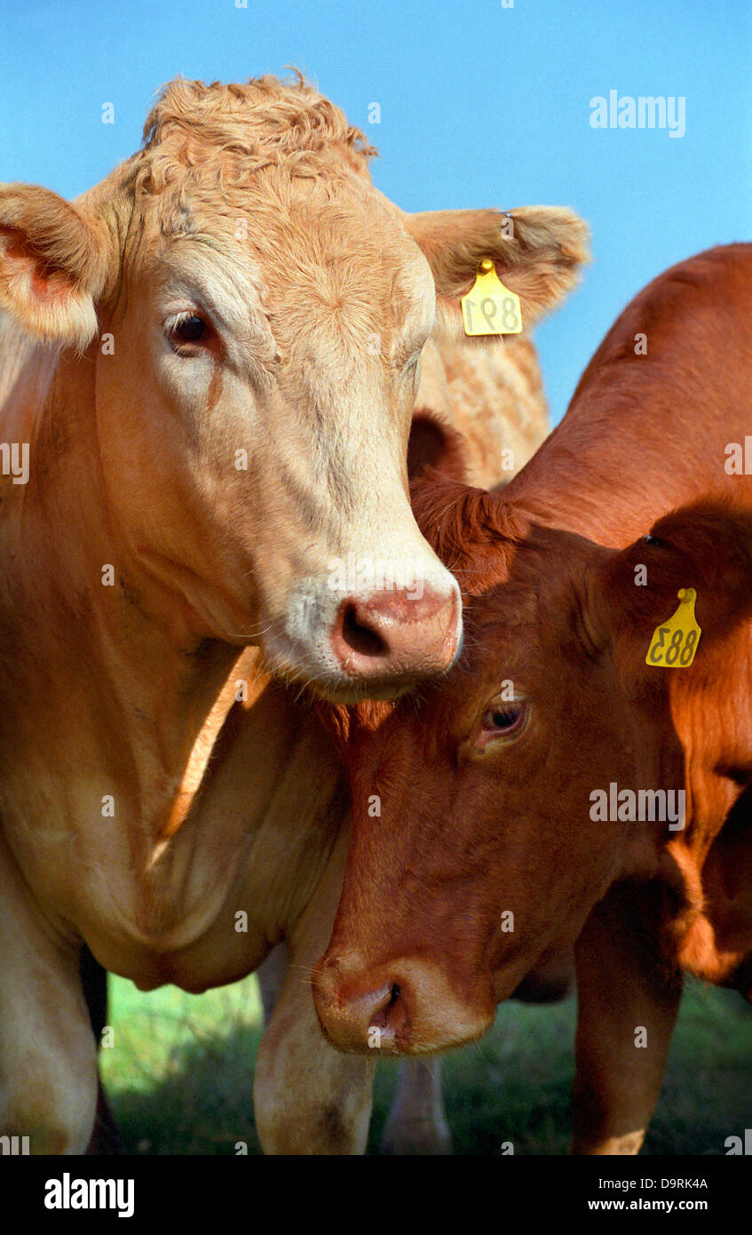 Devon beef cattle, UK Stock Photo Alamy