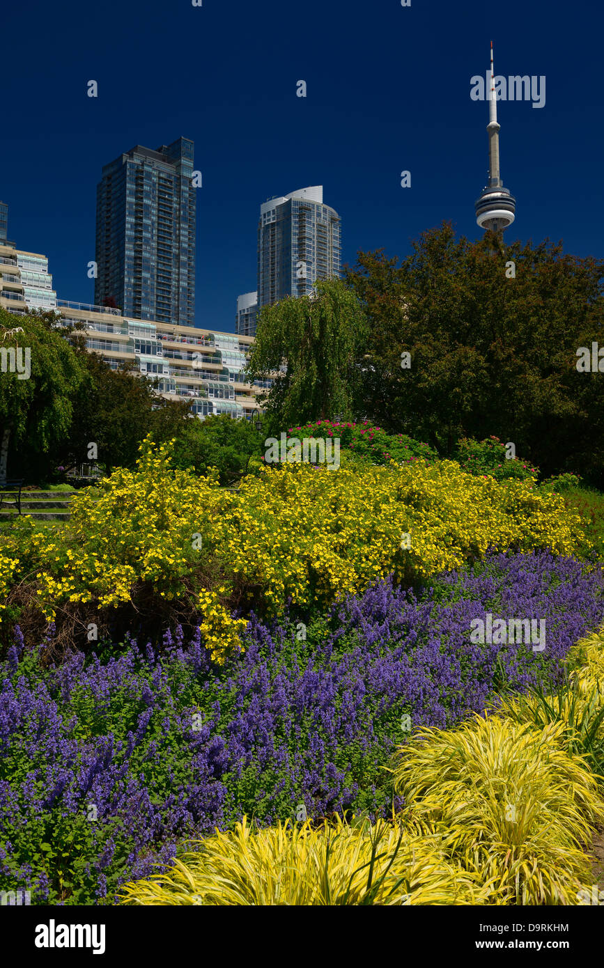 Blue and Yellow flowers in the Toronto Music Garden with Condos and CN Tower and clear blue sky Stock Photo