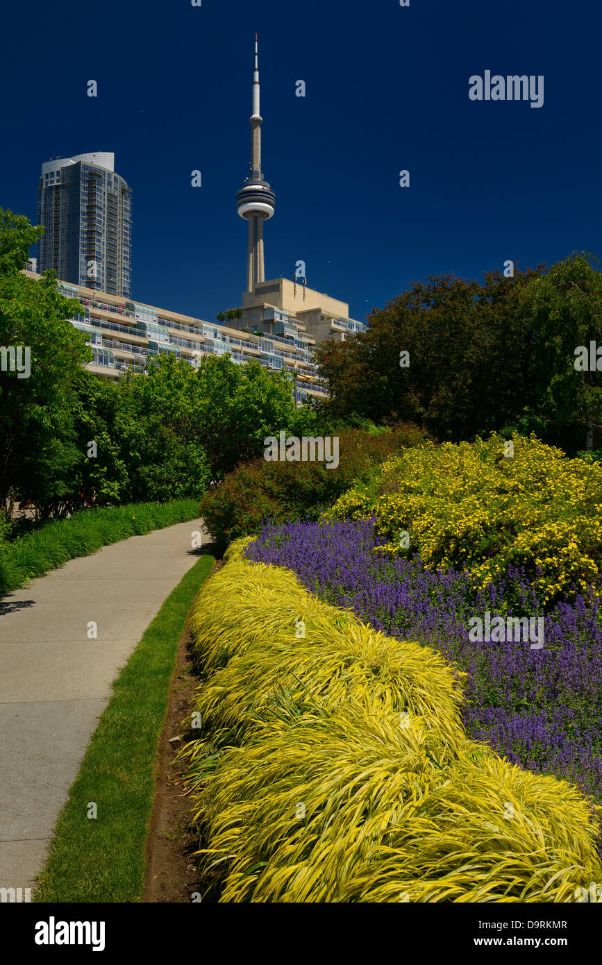 Blue and yellow flowers along path in the Toronto Music Garden with Condos and CN Tower Stock Photo