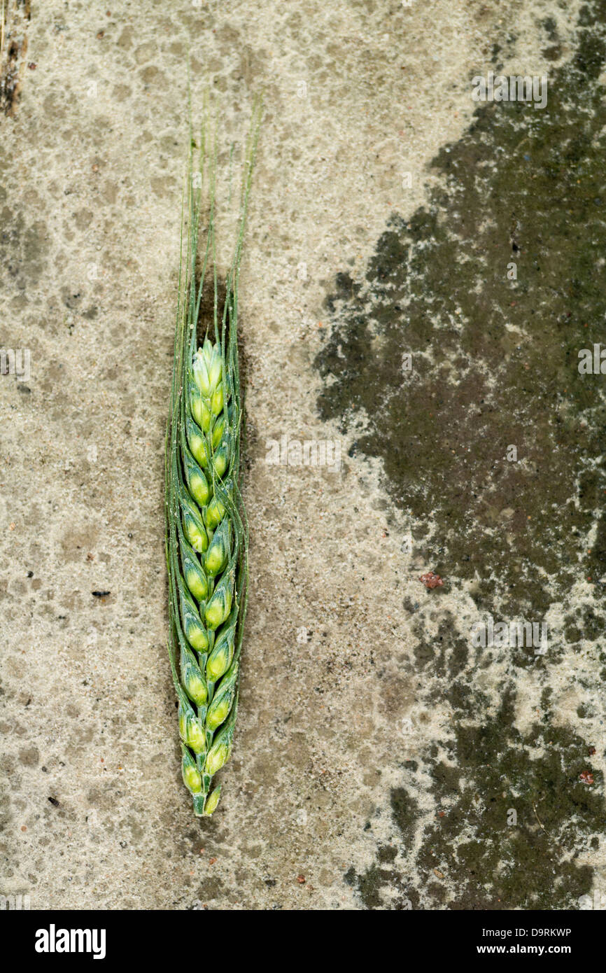 Node On Rye Rye grow hi-res stock photography and images - Alamy