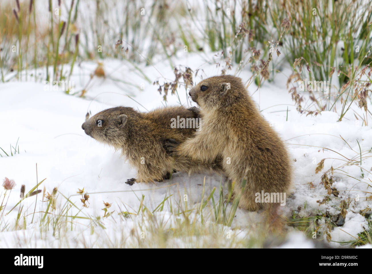 Two young marmots in snow Stock Photo