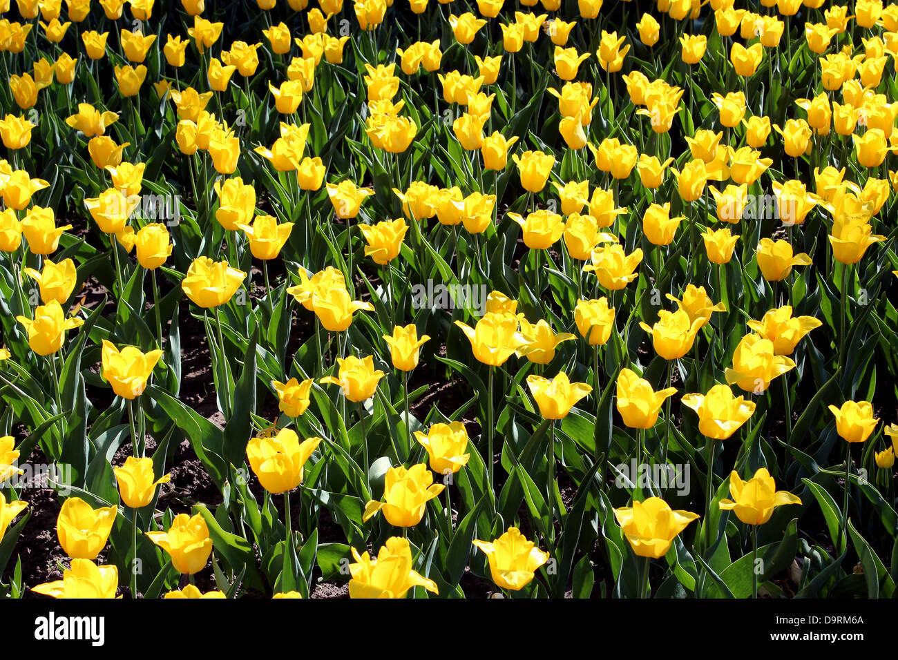 image of yellow tulips on the flower-bed Stock Photo - Alamy