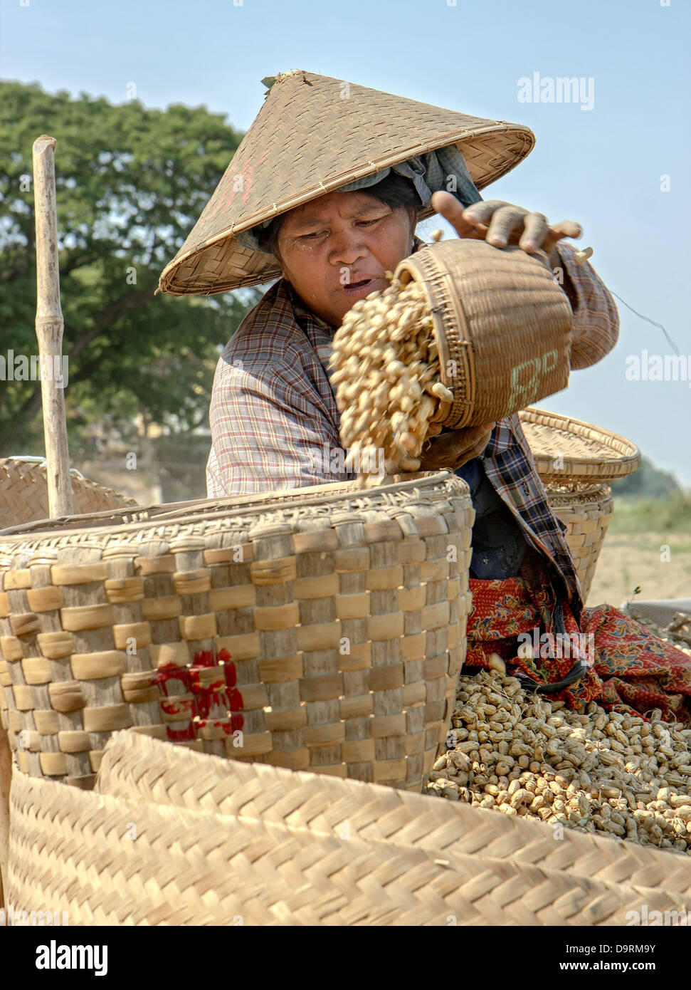 Woman pouring nuts in the basket Stock Photo