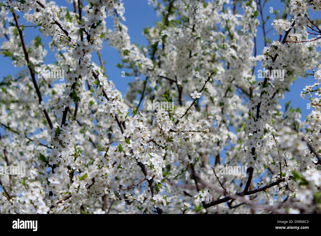 Blossoming tree of plum on a background of the blue sky Stock Photo - Alamy