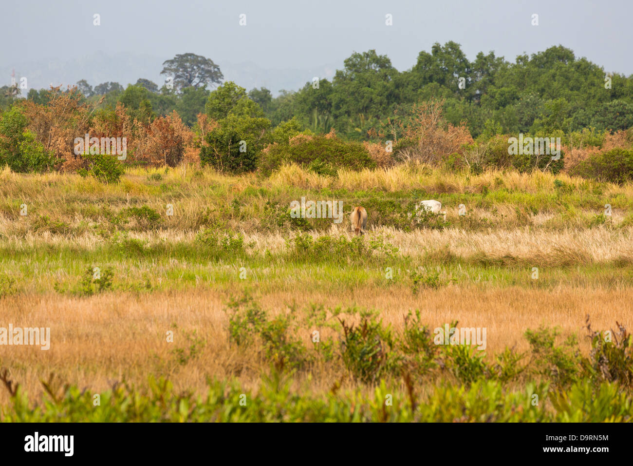 Environmental rural scenery landscape hi-res stock photography and ...