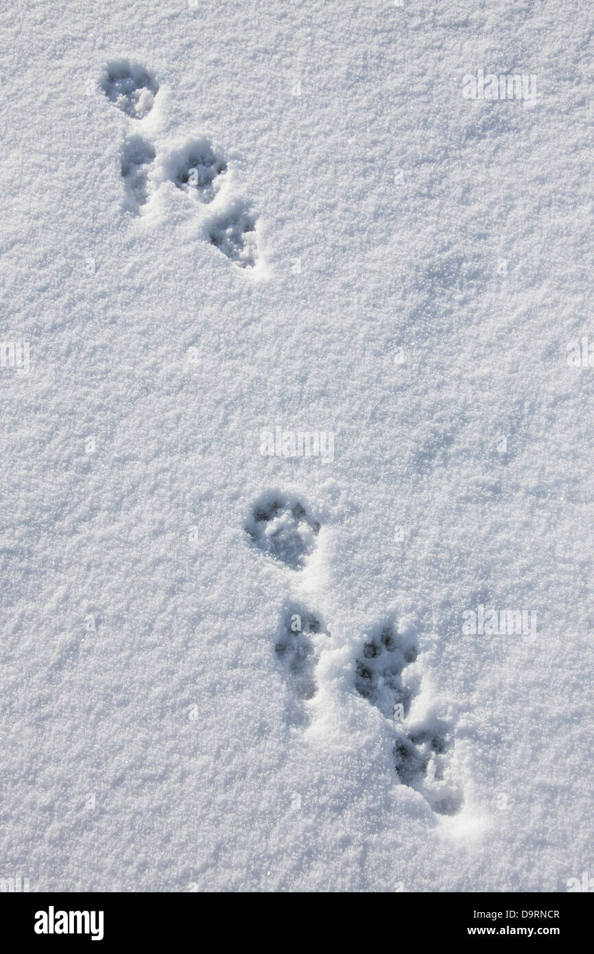 Otter tracks