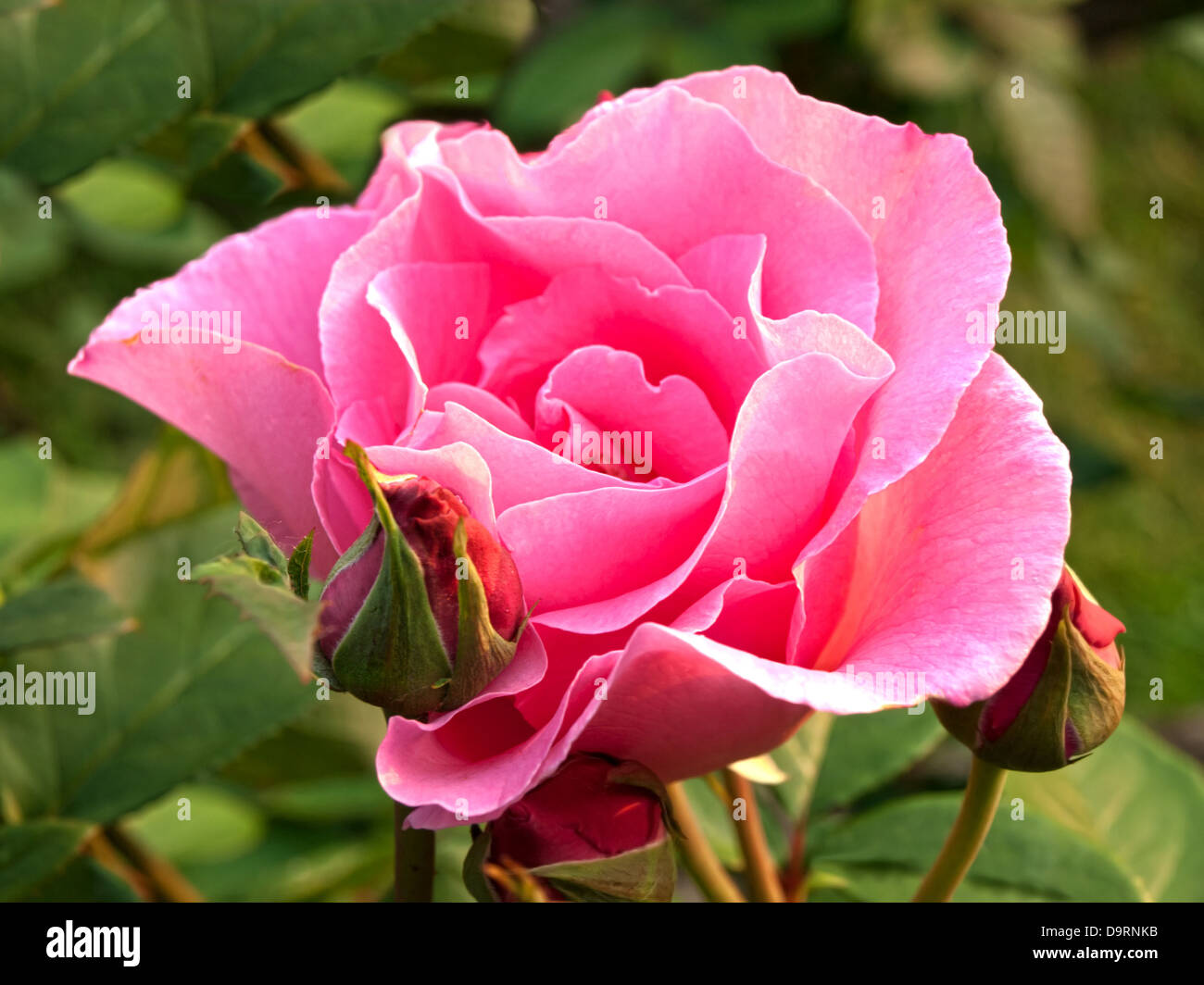 pink roses in a garden Stock Photo - Alamy