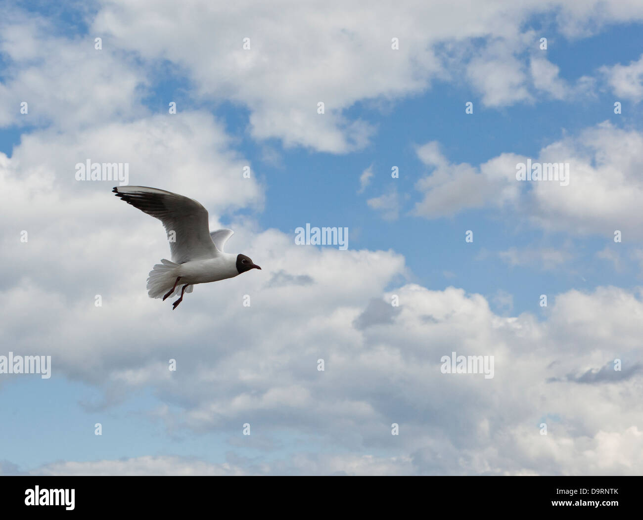 A single black headed gull flying in a cloudy blue sky Stock Photo