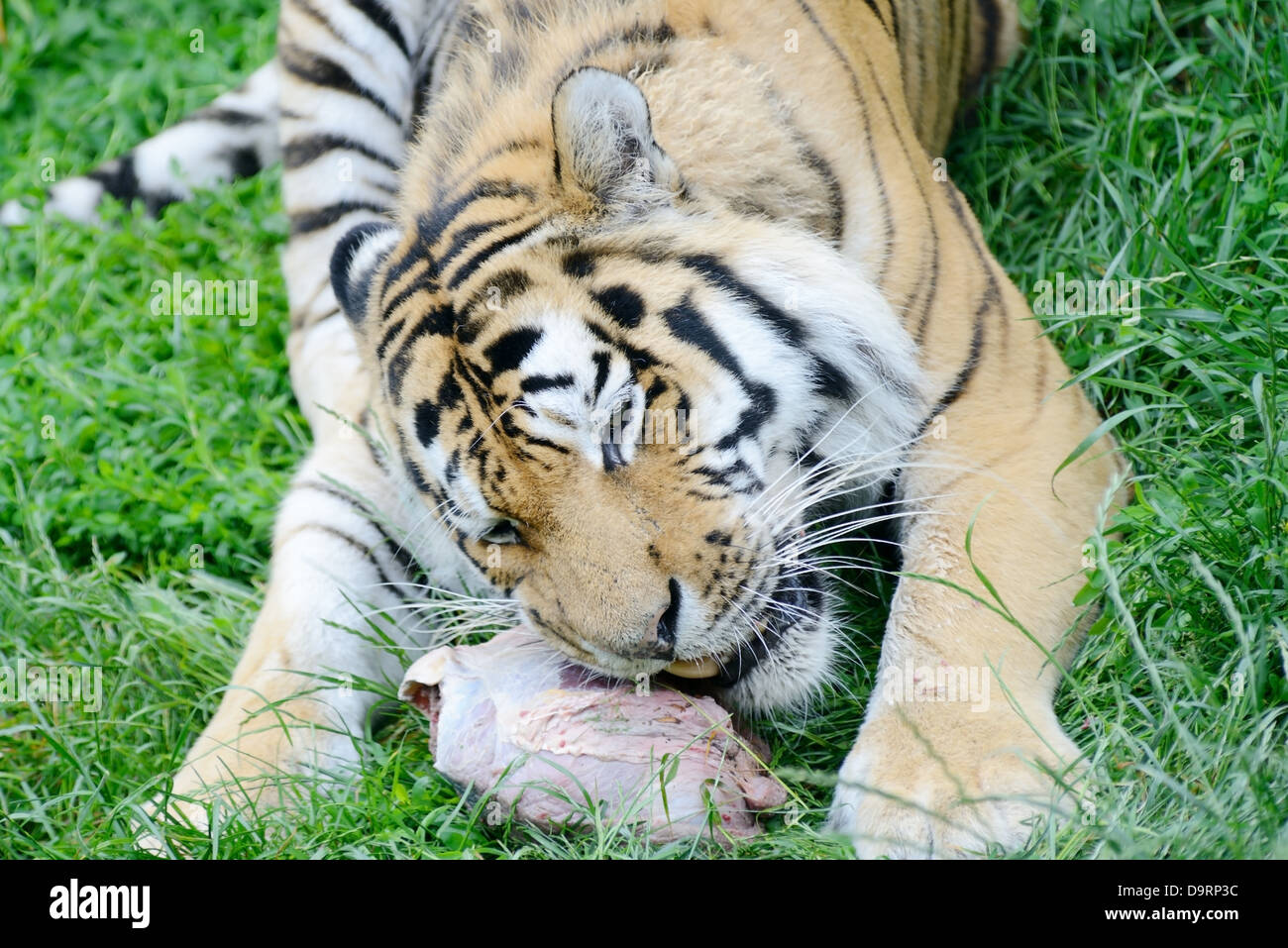 Closeup of siberian tiger eating meat showing fur detail Stock Photo