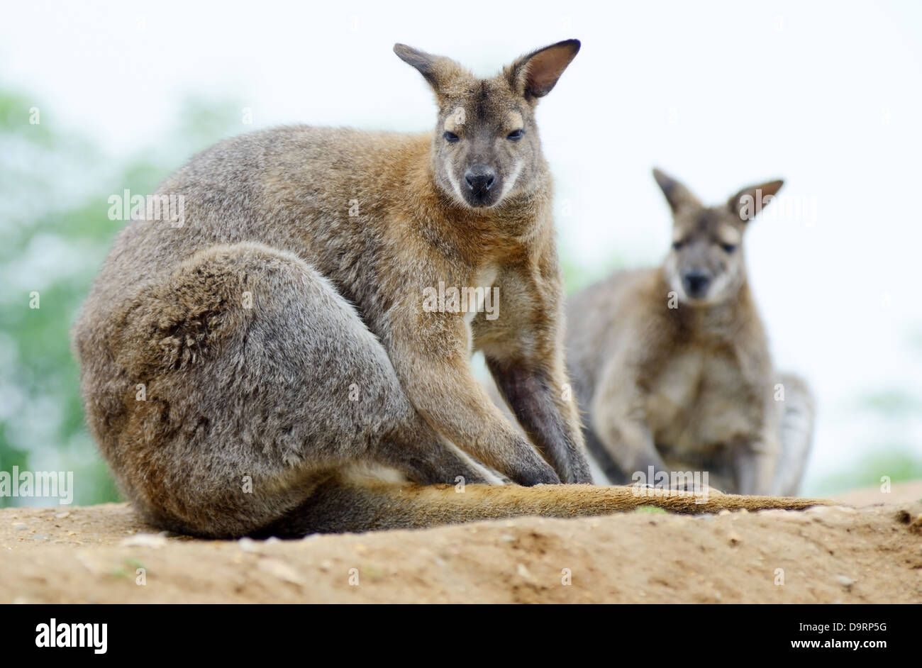 Two wallabies sitting and resting showing fur detail Stock Photo