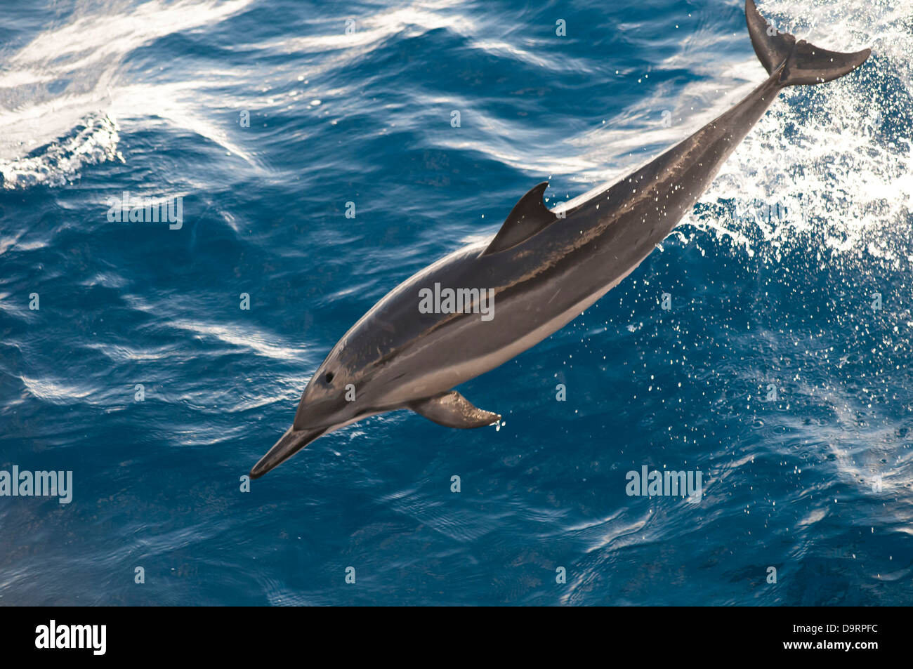 spinner dolphins stenella longirostris wild and free at ocean in offshore area. Coast of Rio de Janeiro, Brazil Stock Photo