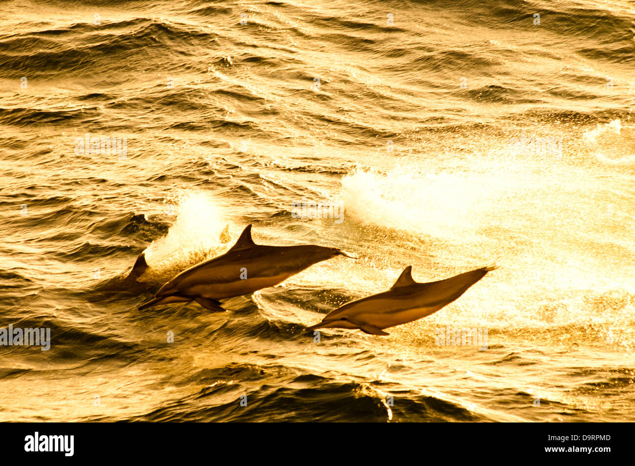wild dolphins jumping at the ocean at sunset light Stock Photo