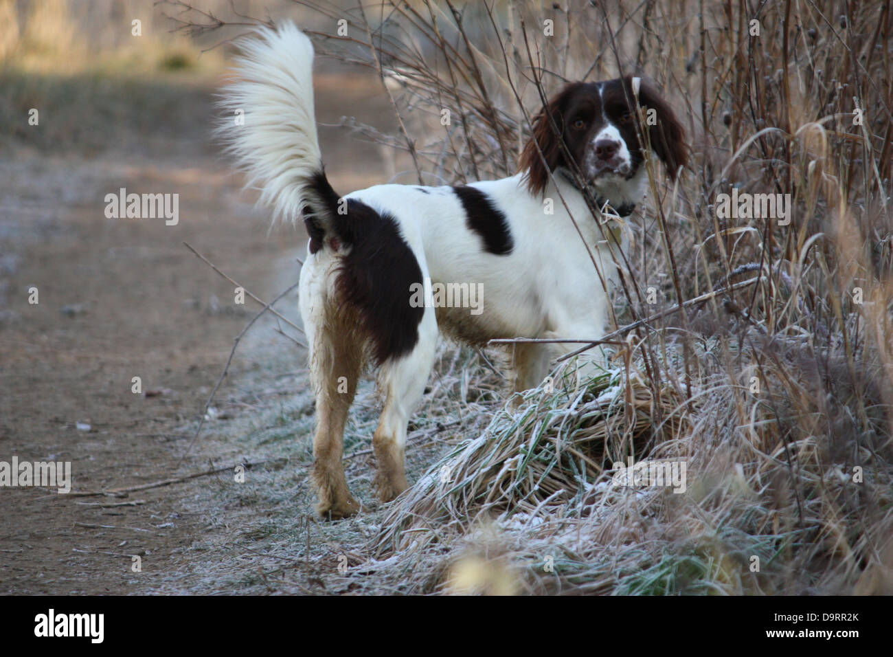 springer spaniel undocked tail