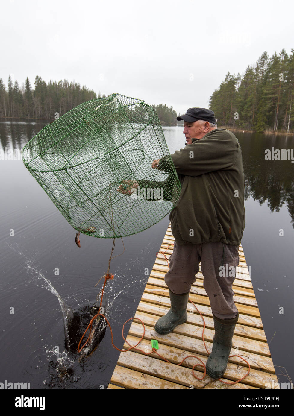 Elderly man releasing small fish from fish trap ( katiska ) back