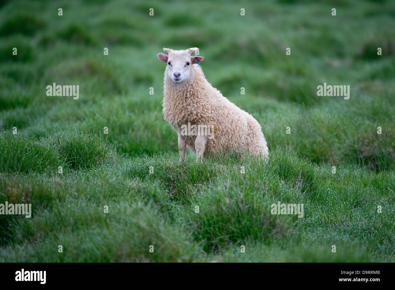 Icelandic lamb standing on hillock on pasture early morning Stock Photo