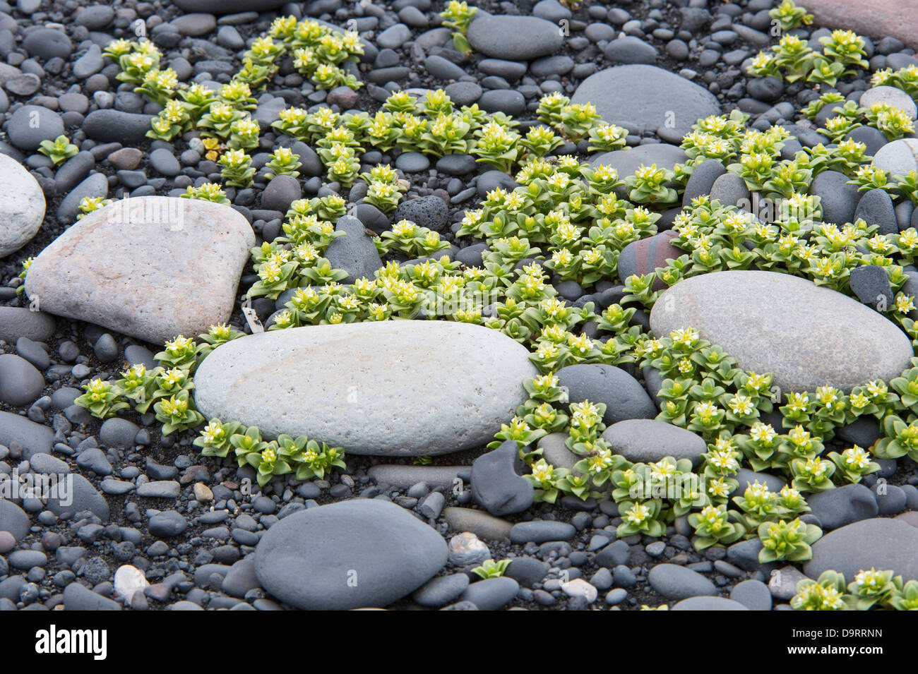 Sea Sandwort (Honckenya peploides) flowering, on Southern Coast of Iceland Europe Stock Photo
