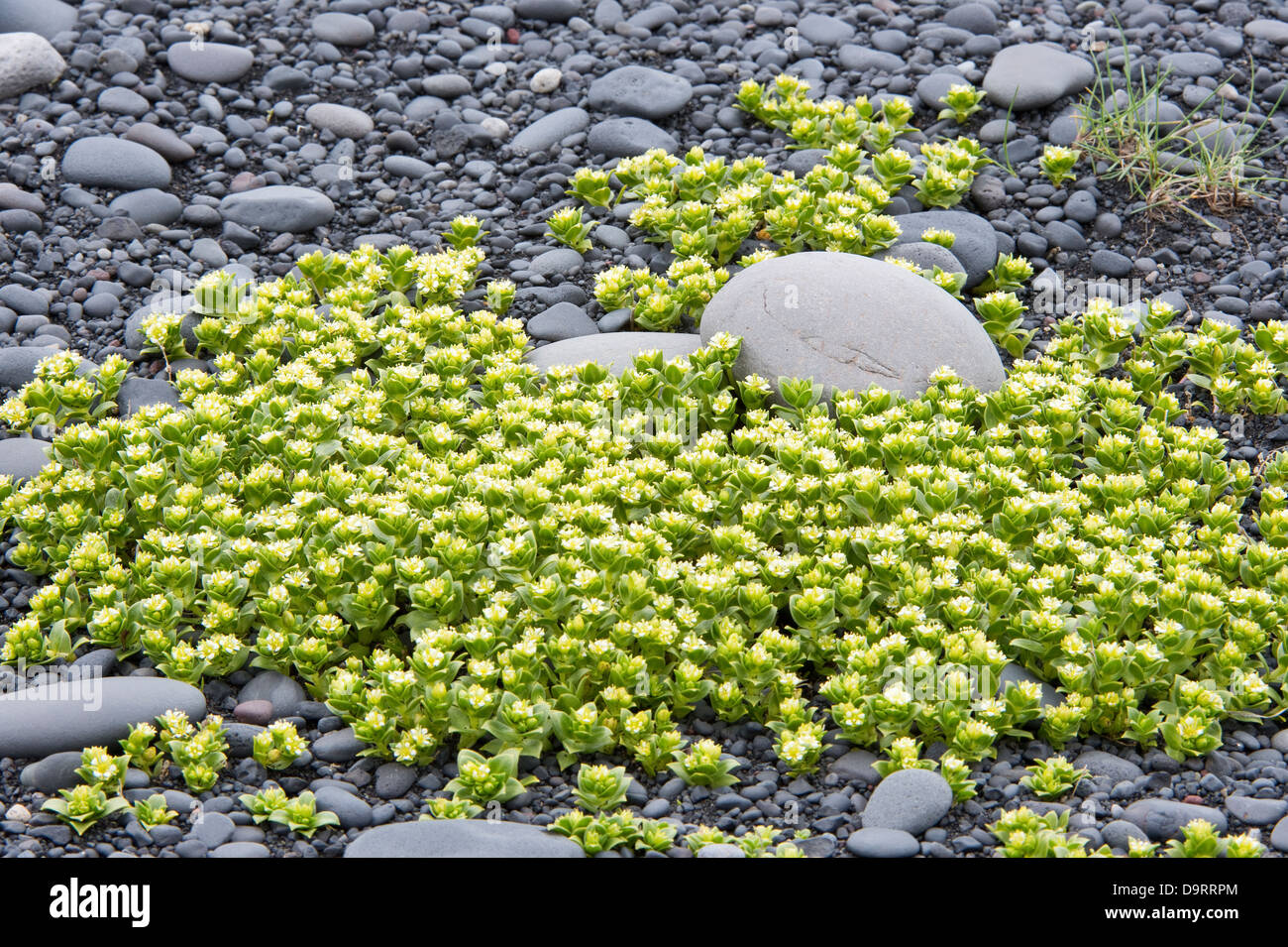 Sea Sandwort (Honckenya peploides) flowering, on Southern Coast of Iceland Europe Stock Photo