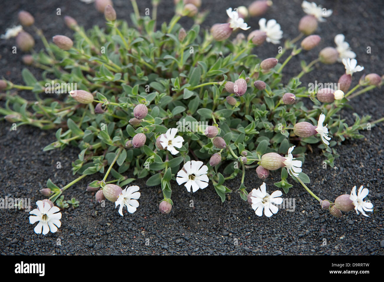 Sea Campion (Silene uniflora) flowers in coastal black lava sand Southern Iceland Europe Stock Photo