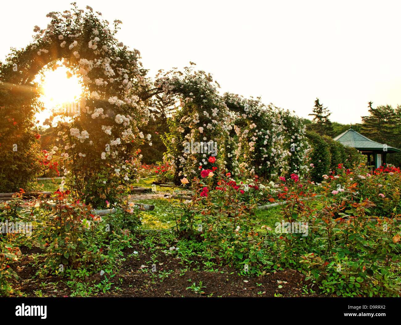 Rose garden trellis morning hi-res stock photography and images - Alamy