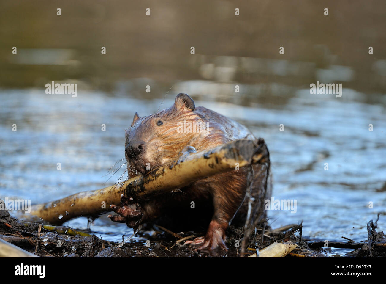 Mature Beaver Pics