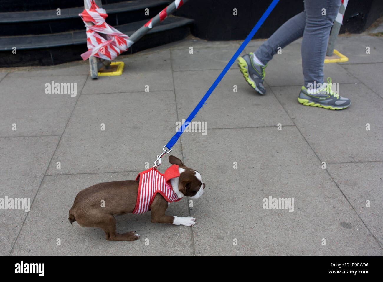 Dog dragging legs hires stock photography and images Alamy