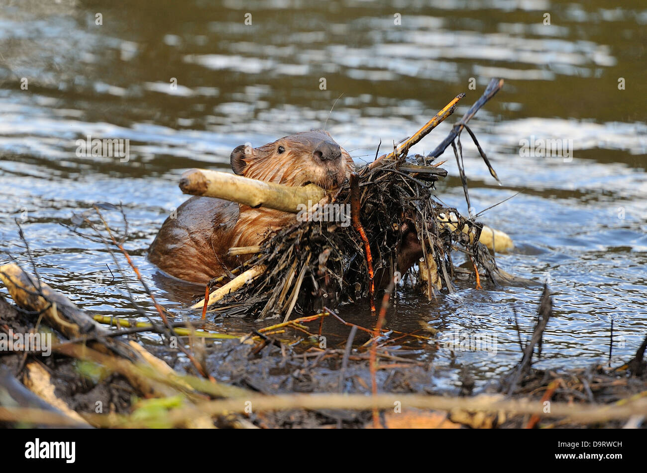 A beaver caring a load of sticks on the dam to plug off the excess water flow Stock Photo
