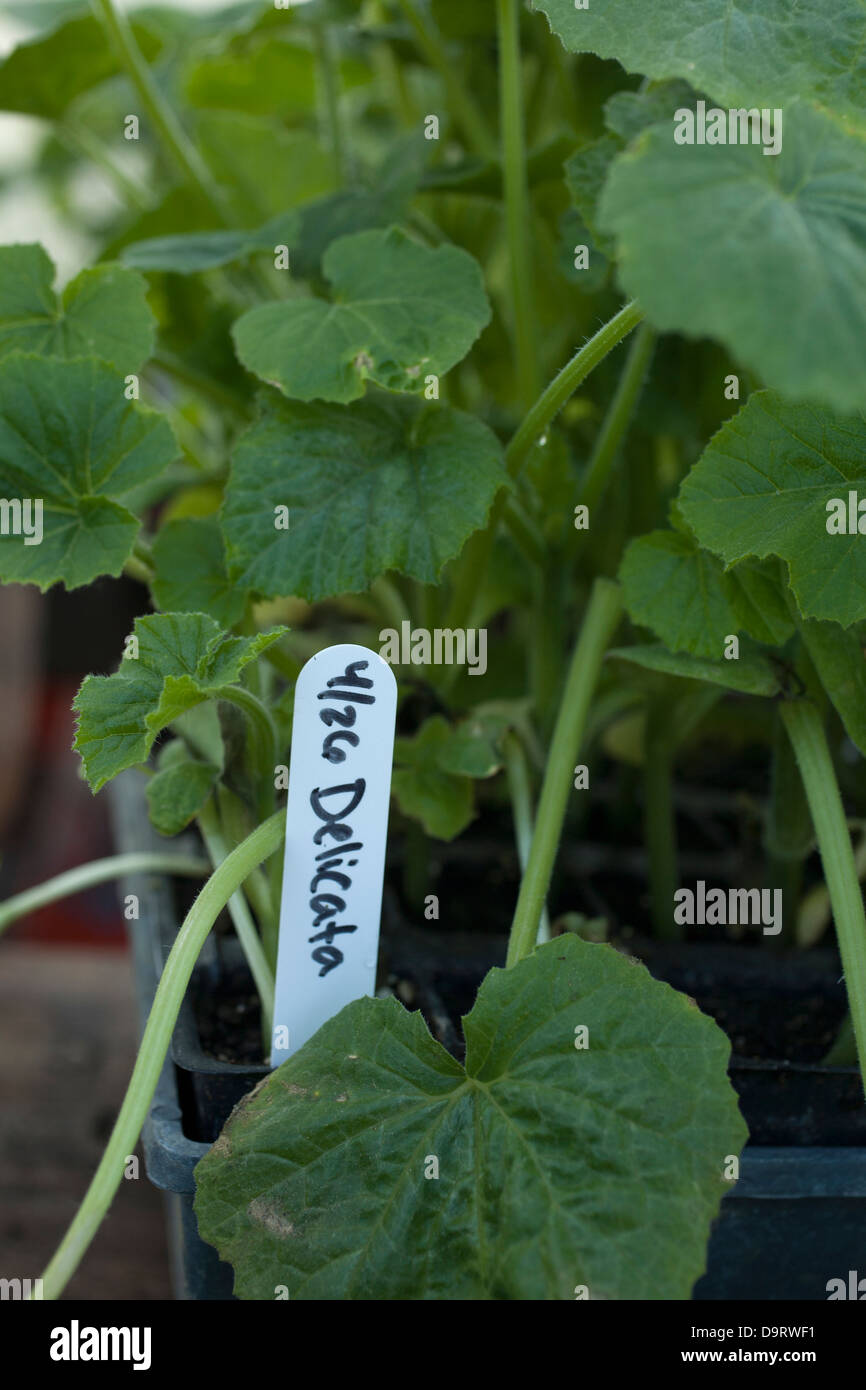 Delicata squash plants are ready to transplant at a Vermont CSA
