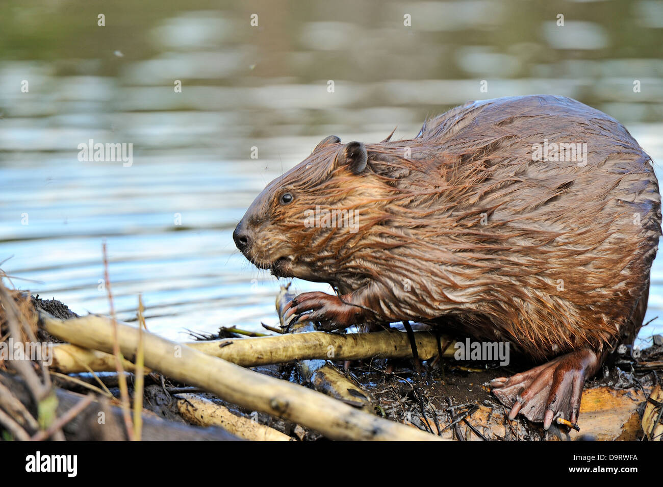 Mature Beaver Pics