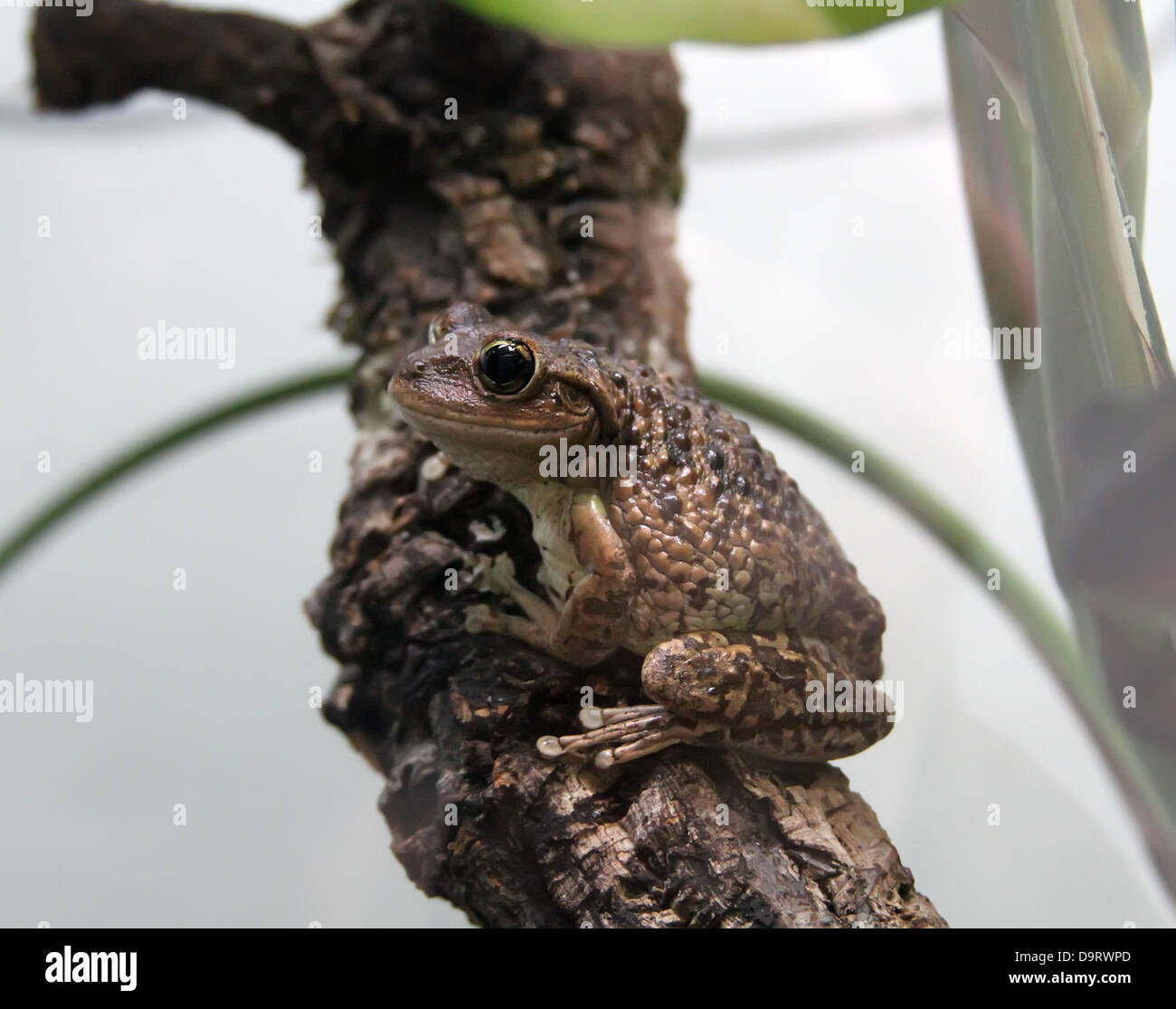 Brown Tree Frog Stock Photo Alamy