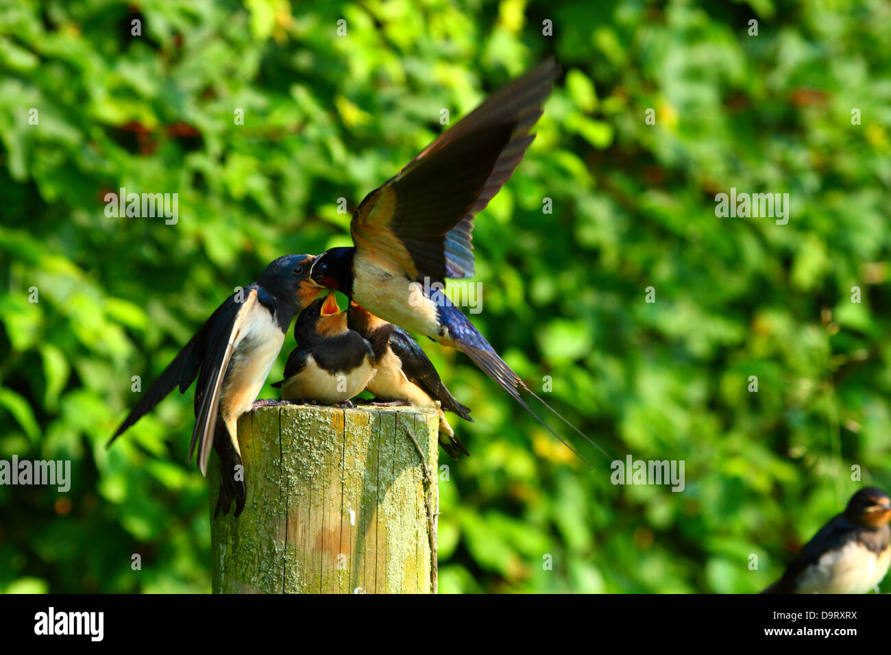 baby swallow being fed insects by adult swallow Stock Photo