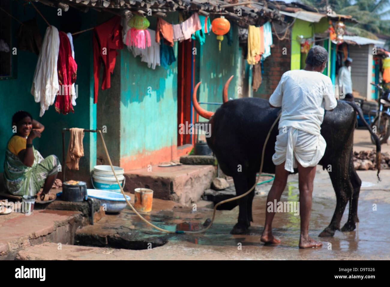 28 Nov.2012 - Belgaum,Karnataka,INDIA A man uses tap water to wash his cattle in the Slum neighbourhood at Belgaum where Veolia runs a Pilot project to supply 24 hours tap water to the houses in the slums. Major Multinational Companies are increasingly targeting the  Bottom Of Pyramid Markets, the poor, in the developing countries like India to drive future growth & Profits. The huge market by way of sheer volume  & size of the poor and lower middle class population has prompted the MNC's to innovate & develop new products to specifically cater to this market. Stock Photo
