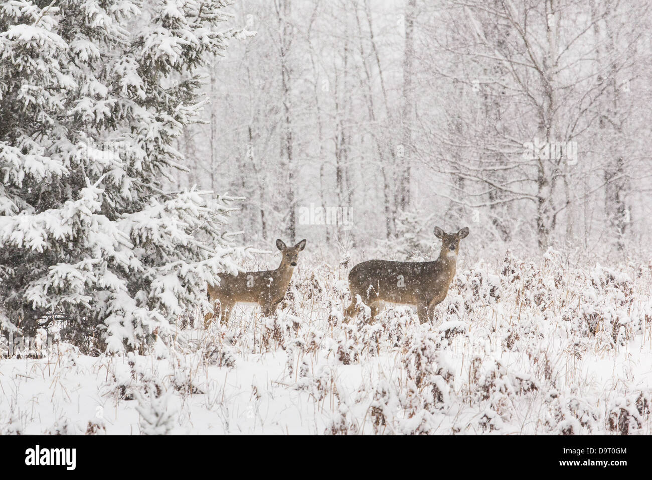 White-tailed deer during a snowstorm Stock Photo