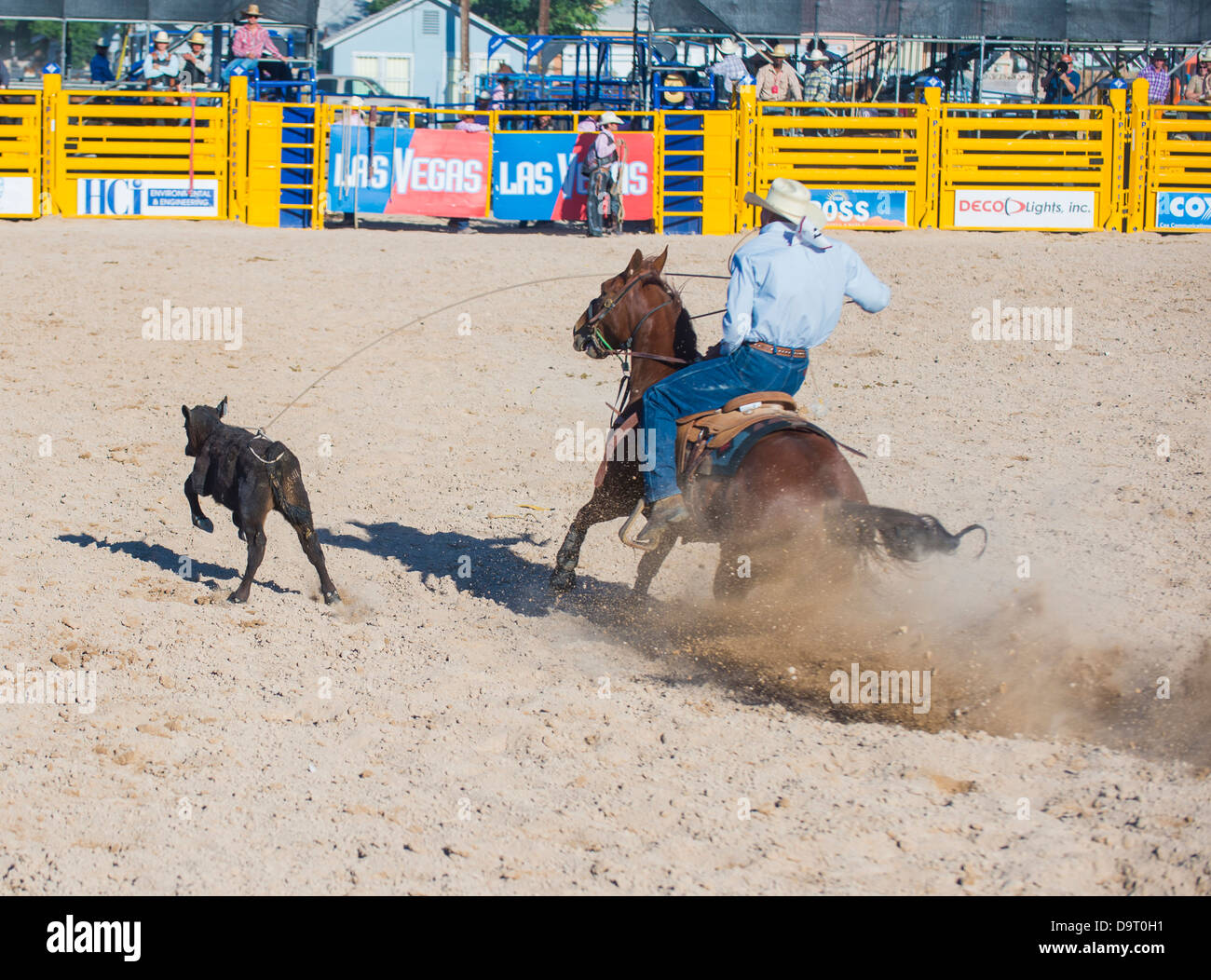 Cowboy Participant in a Calf roping Competition at the Helldorado Days Professional Rodeo in Las Vegas Stock Photo
