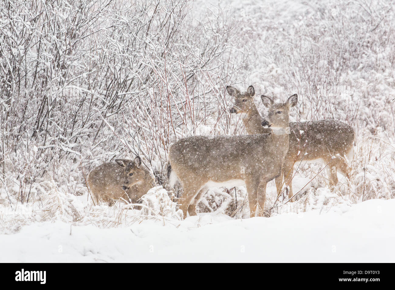 White-tailed deer during a snowstorm Stock Photo