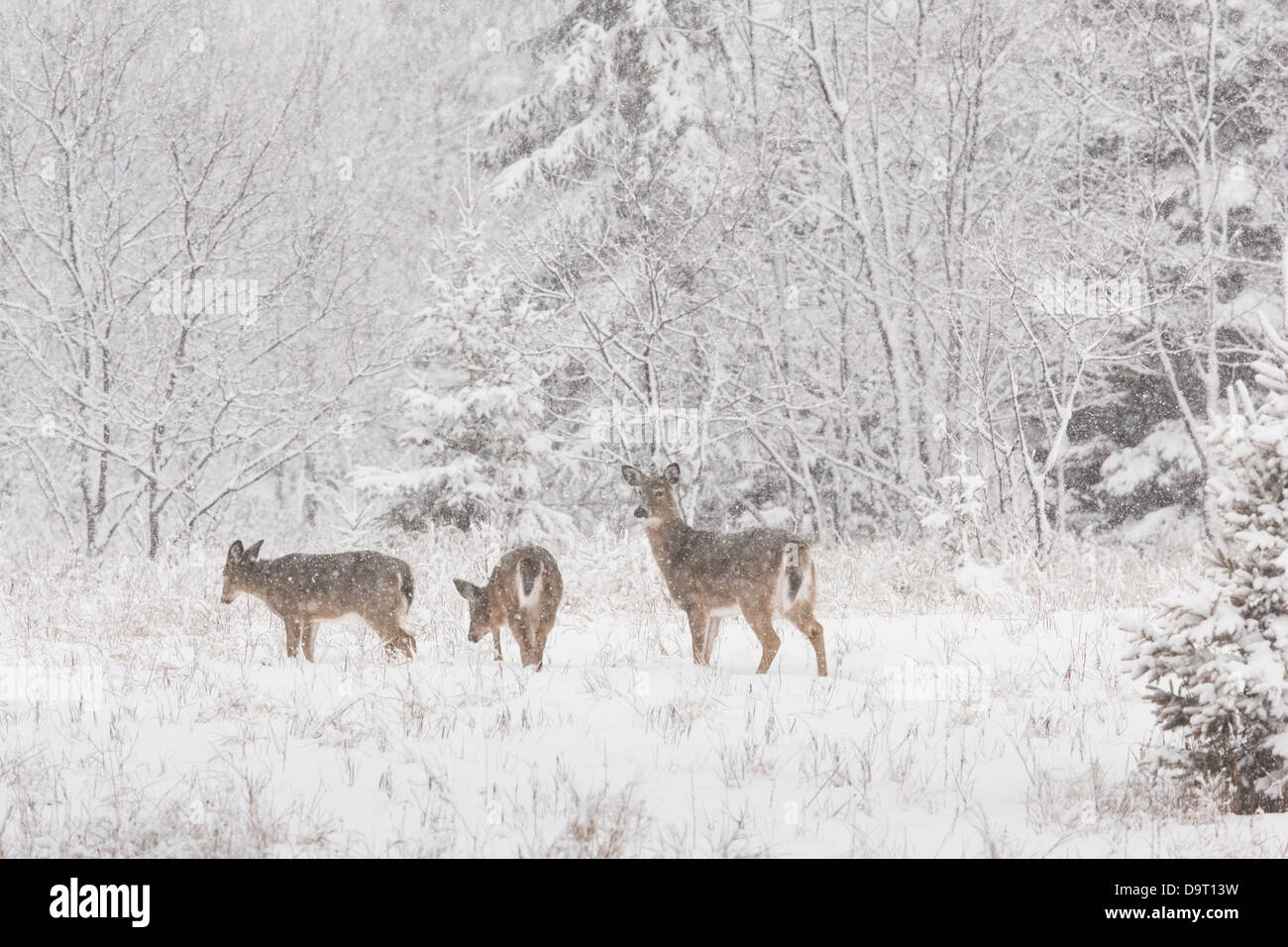 Whitetailed deer during a snowstorm Stock Photo Alamy