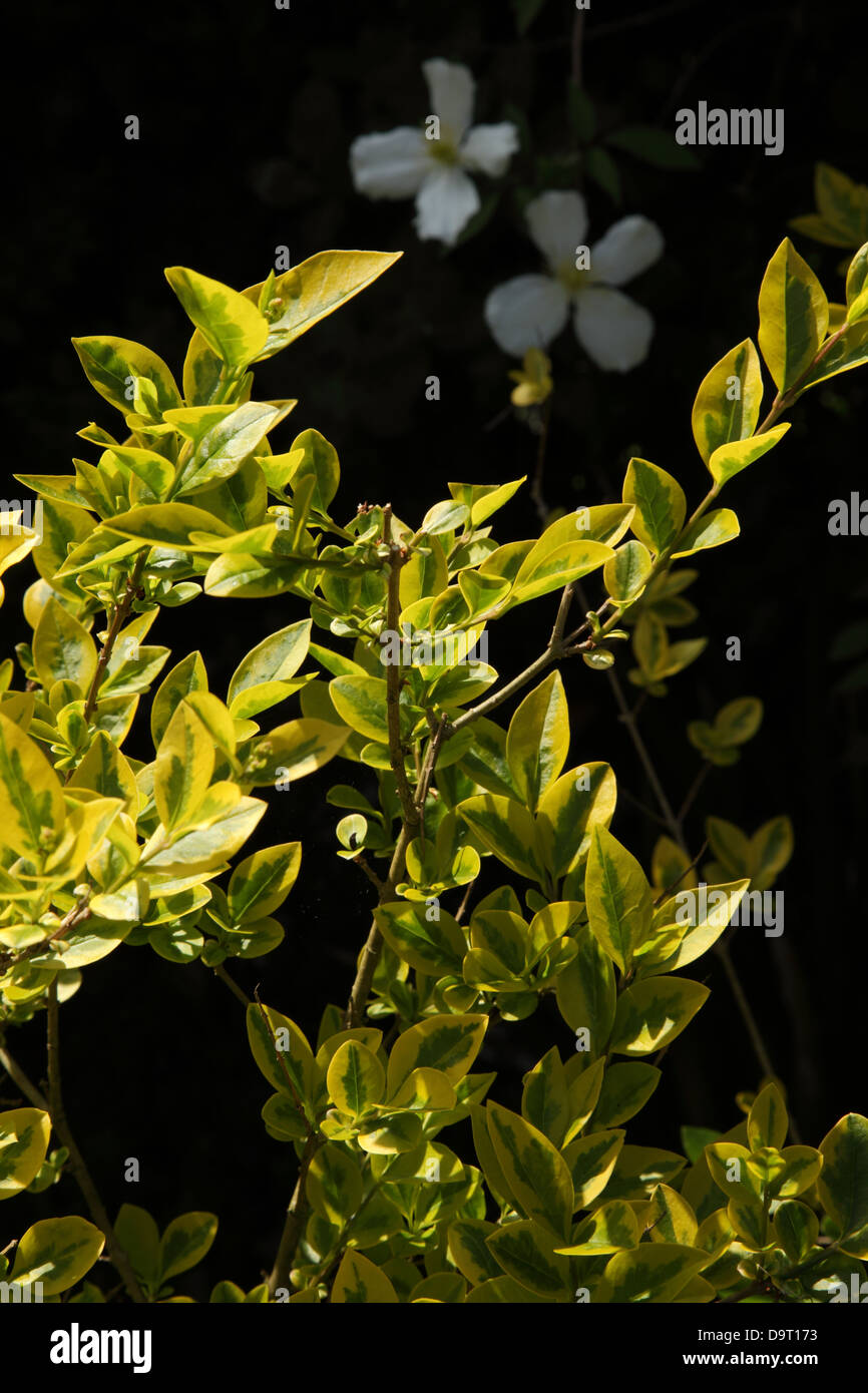 Variegated leaves on a privet bush Stock Photo