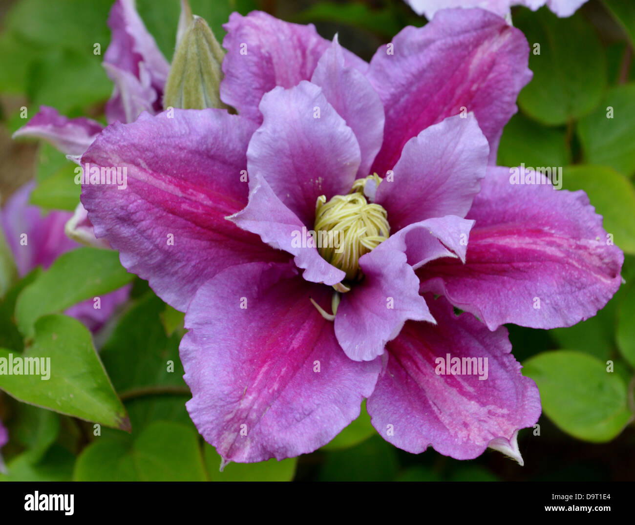 Clematis, single bloom Stock Photo Alamy