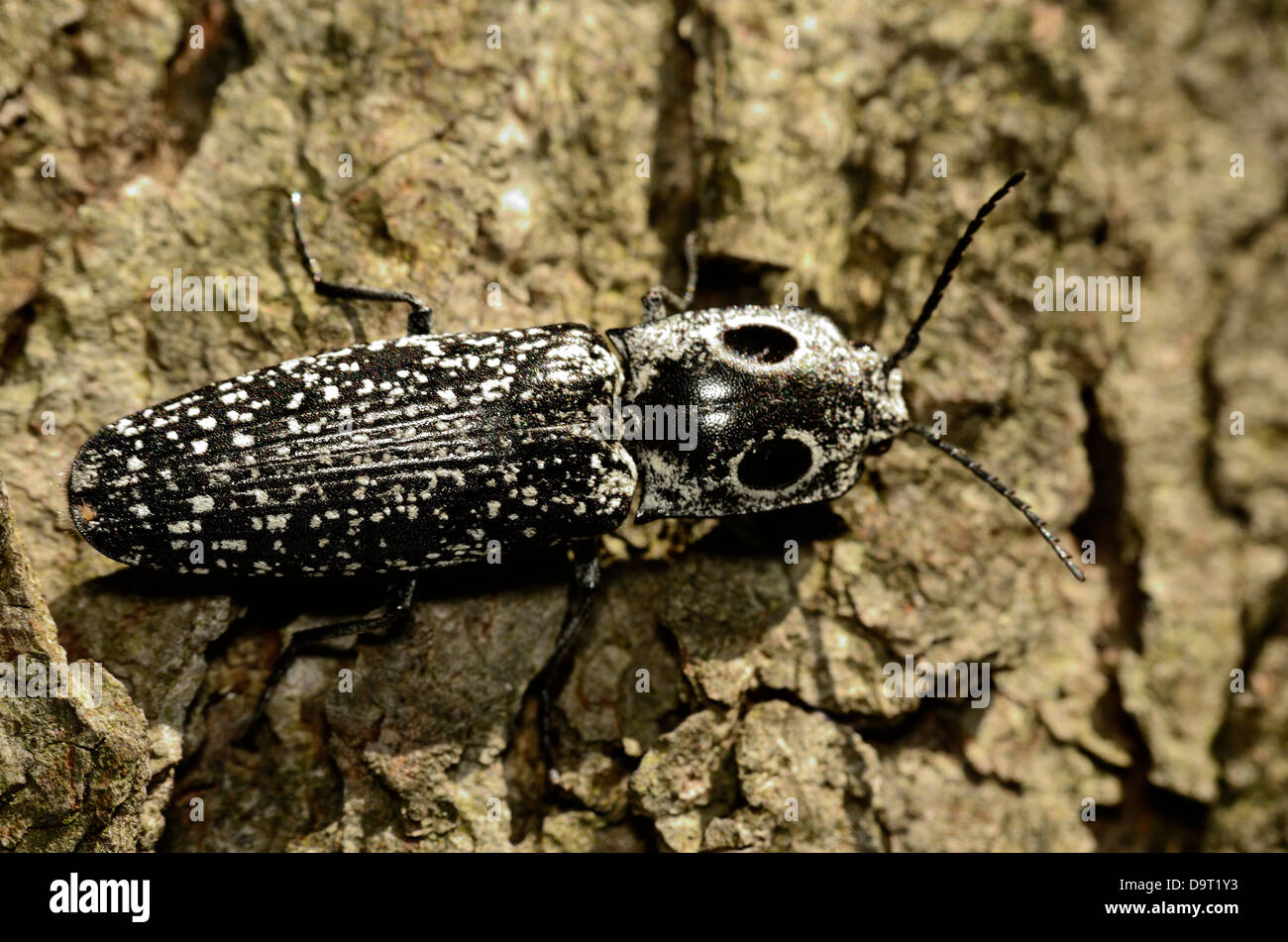 Eyed Click Beetle perched on a tree trunk. Stock Photo