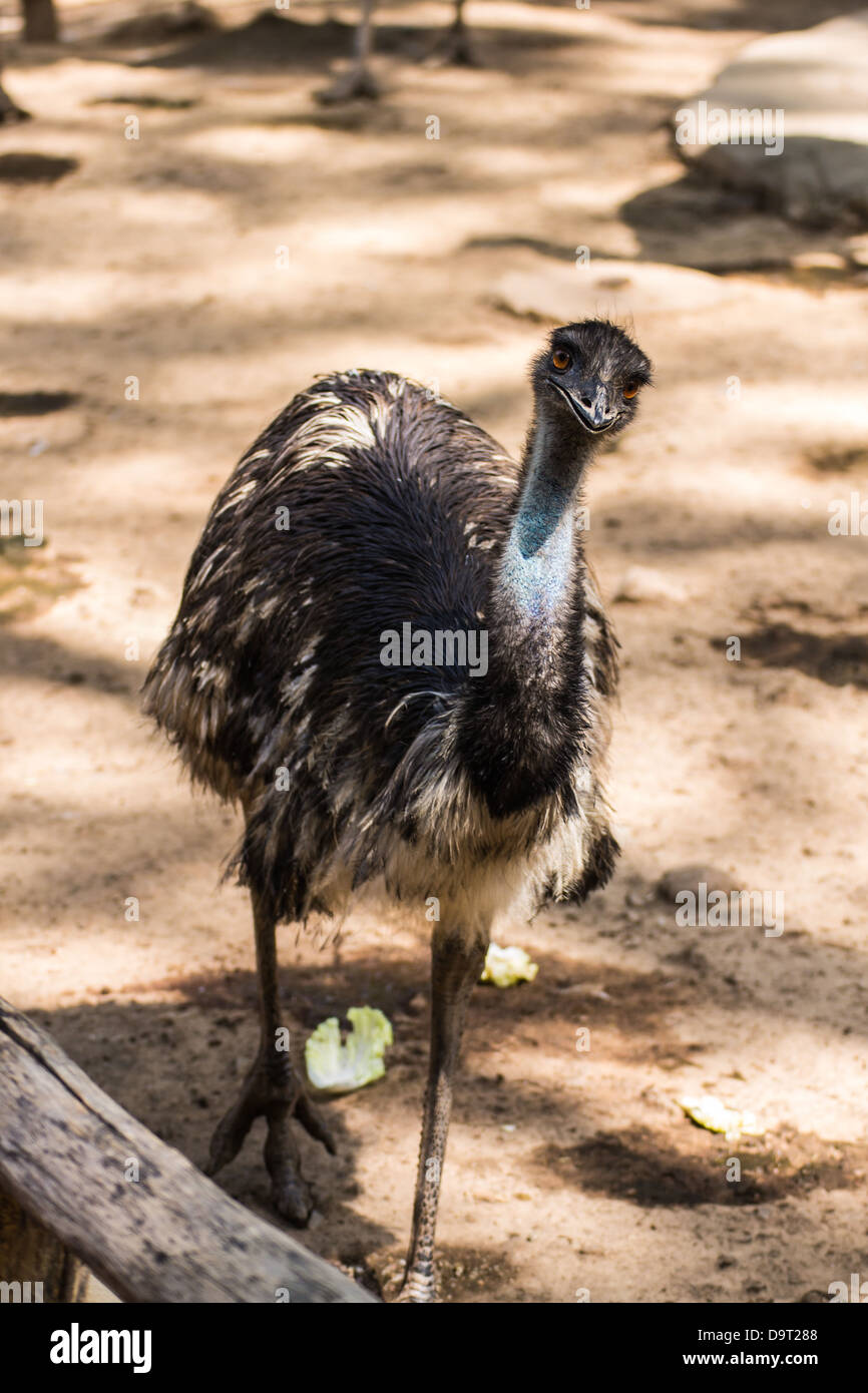 Ostrich walking in Chiangmai Zoo , Thailand Stock Photo