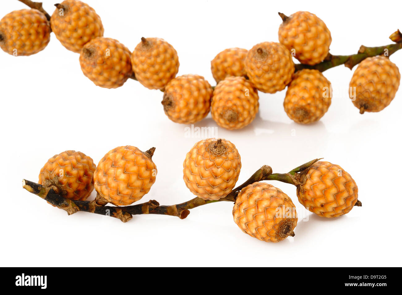 rattan fruit on white background Stock Photo Alamy
