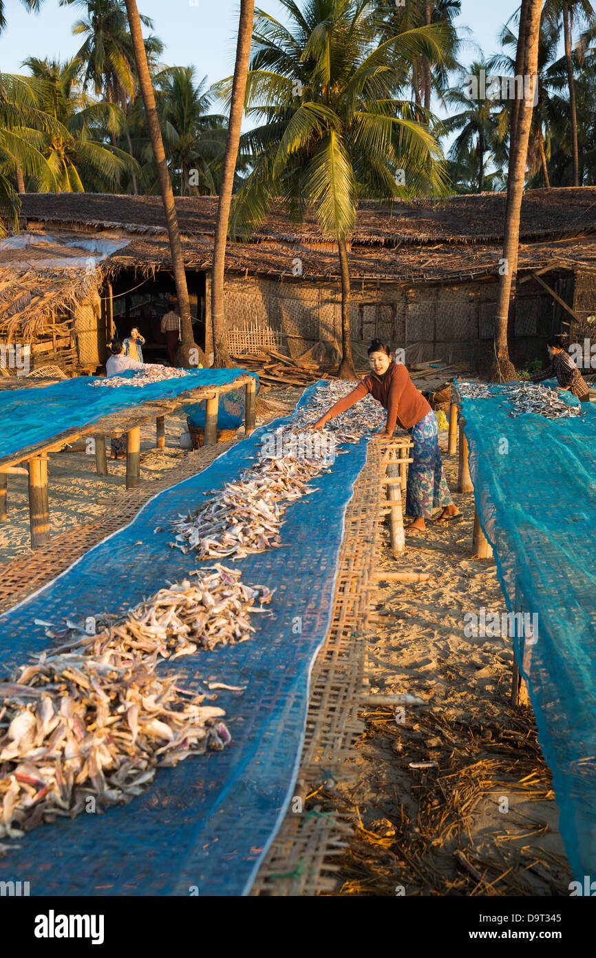 women drying fish on the beach at Gyeiktaw, Ngapali, Rakhine, Myanmar (Burma) Stock Photo