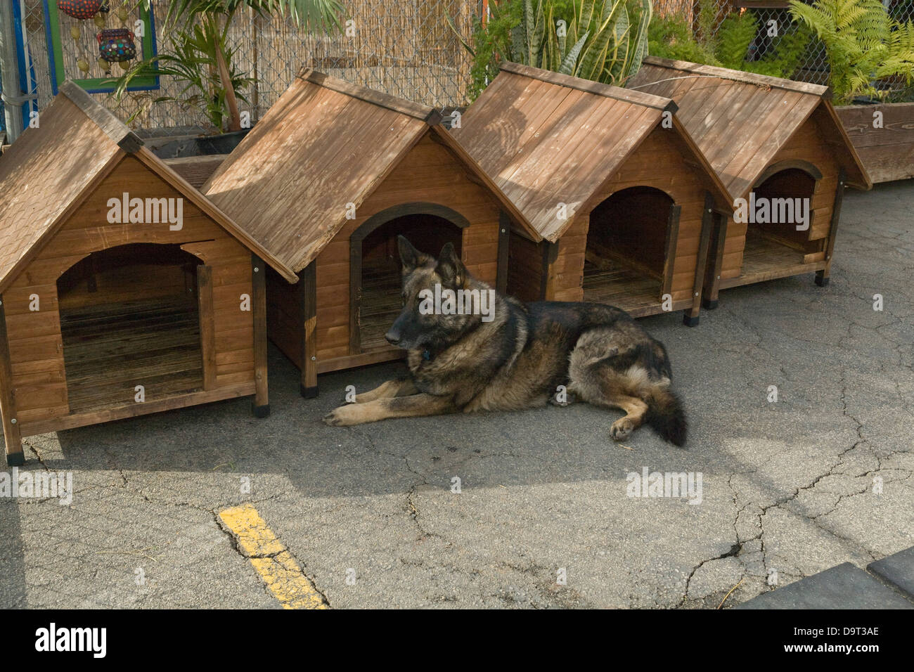 Cesar millan dog outlet kennel