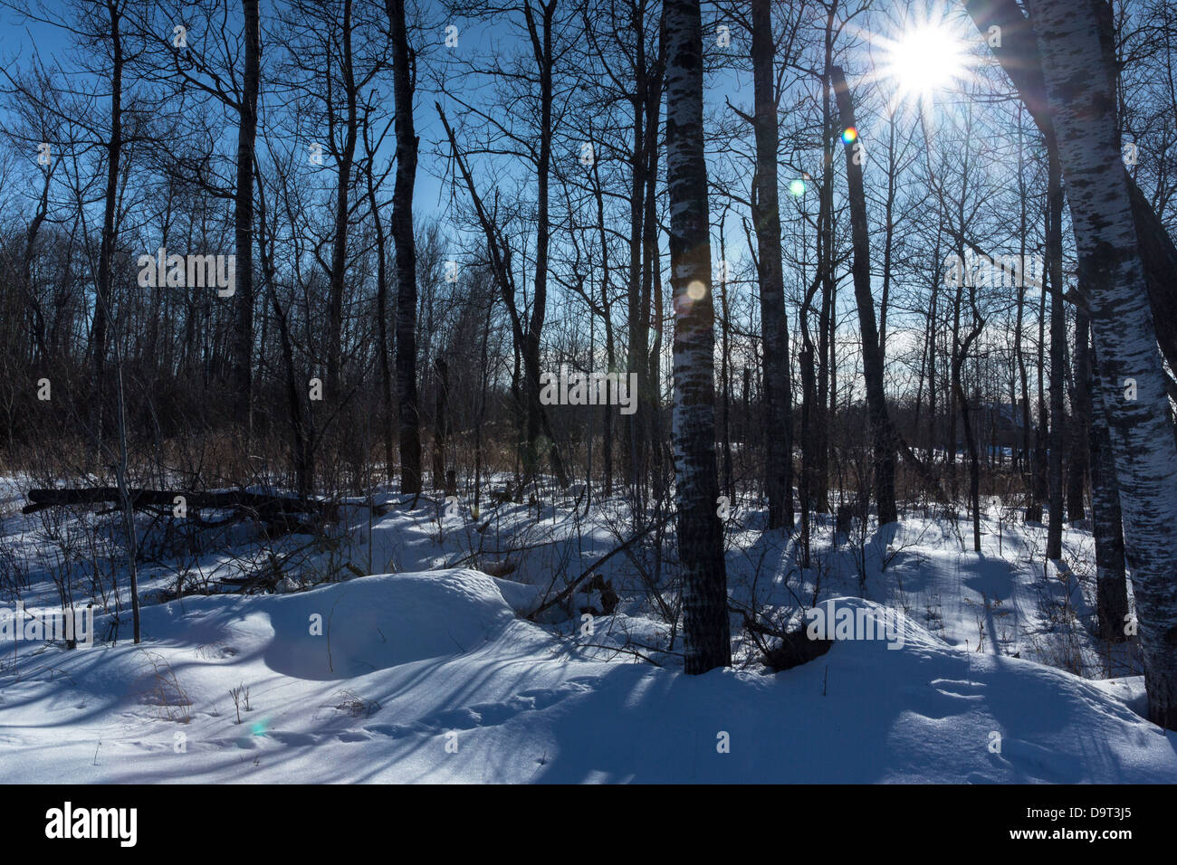 Winter scene in northern Wisconsin Stock Photo
