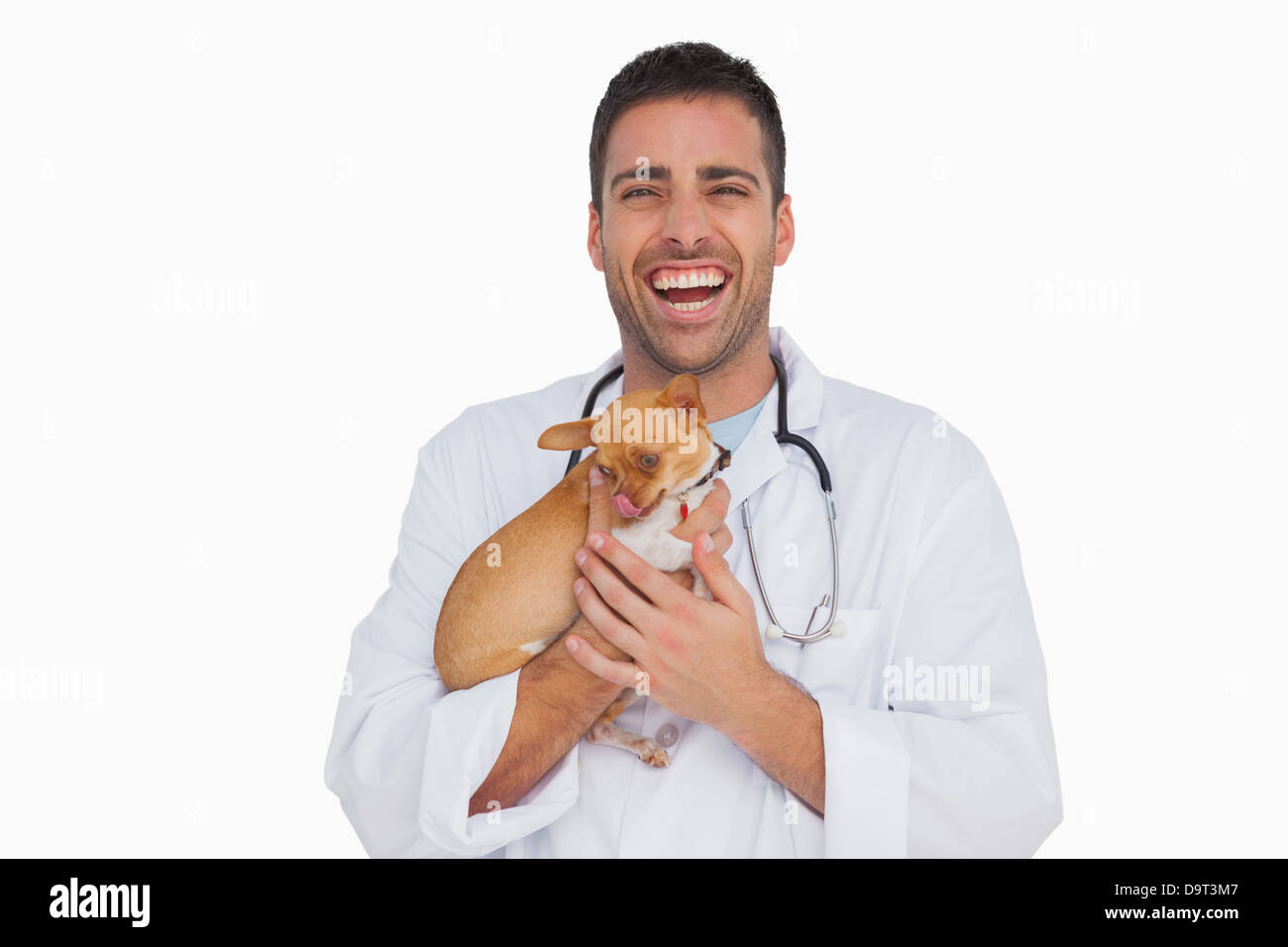 Laughing vet holding chihuahua Stock Photo