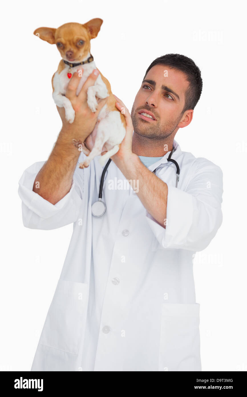 Worried vet holding chihuahua and checking it Stock Photo