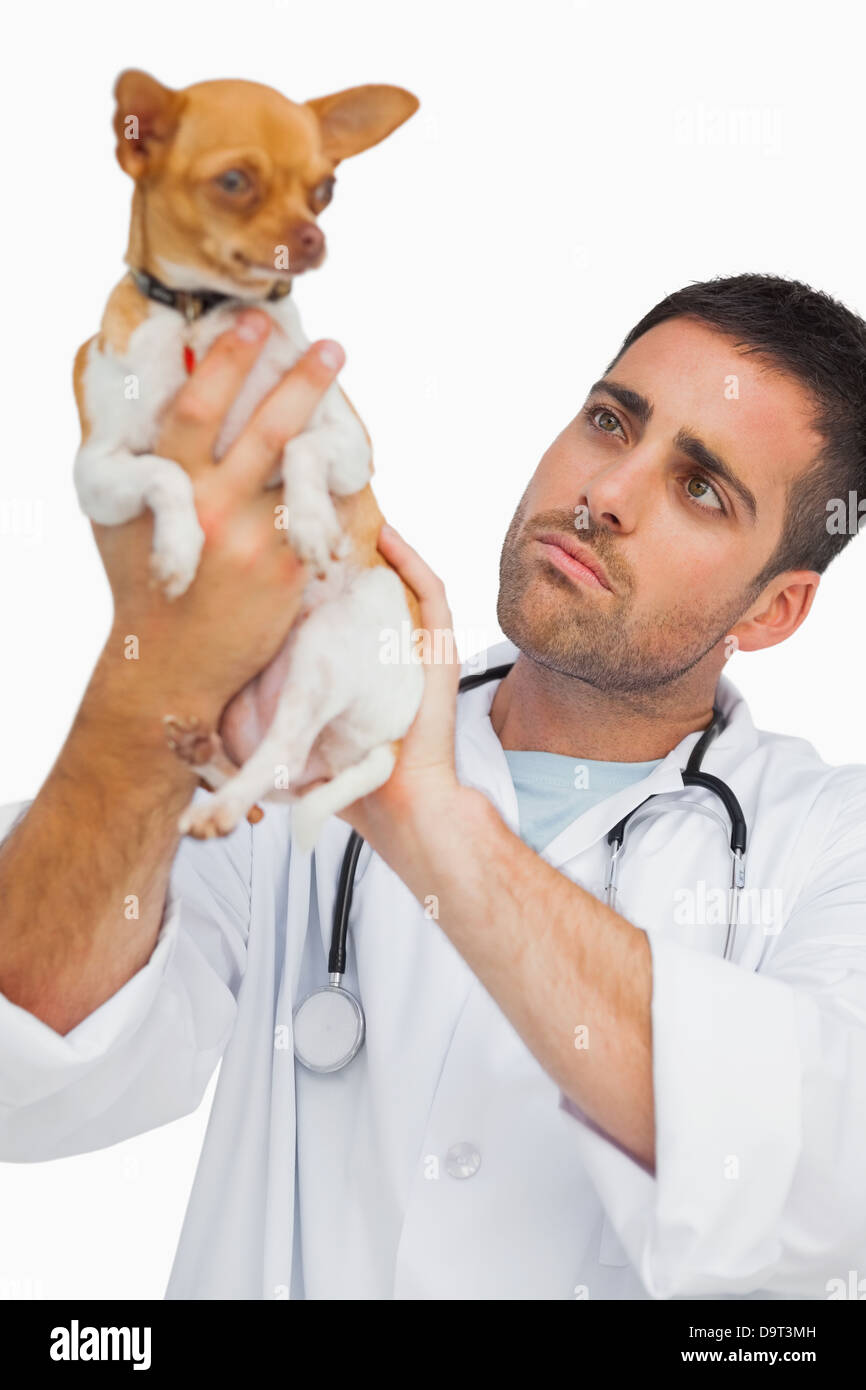 Concerned vet holding chihuahua and checking it Stock Photo