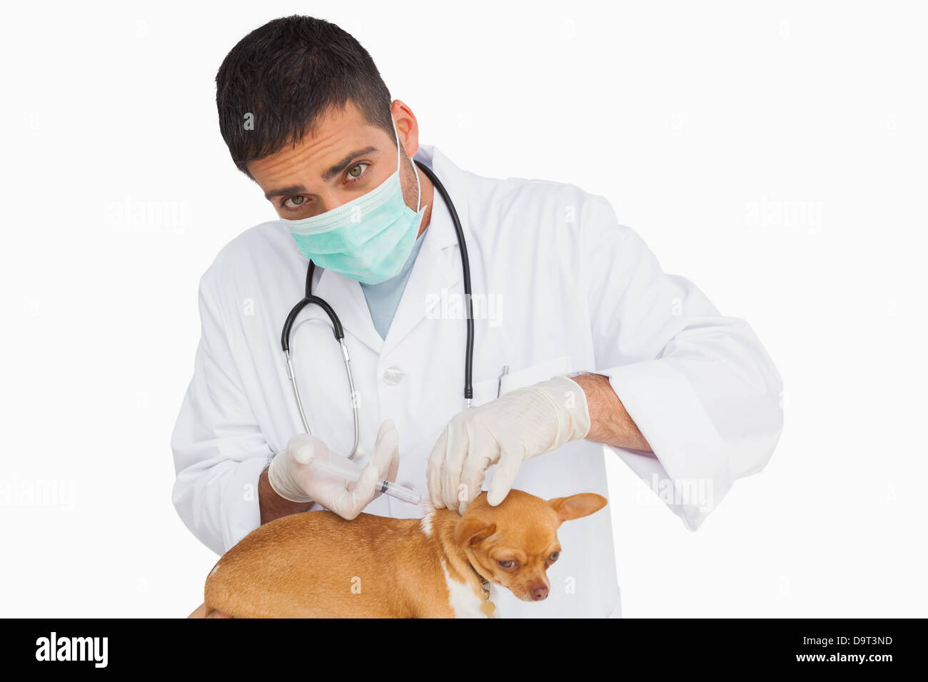 Vet in protective mask vaccingating chihuahua and looking at camera Stock Photo