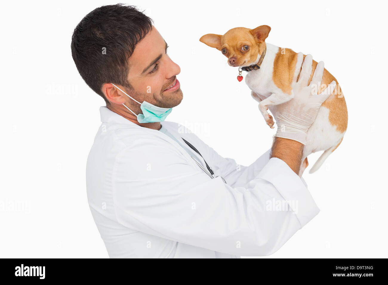 Happy vet holding chihuahua and smiling Stock Photo